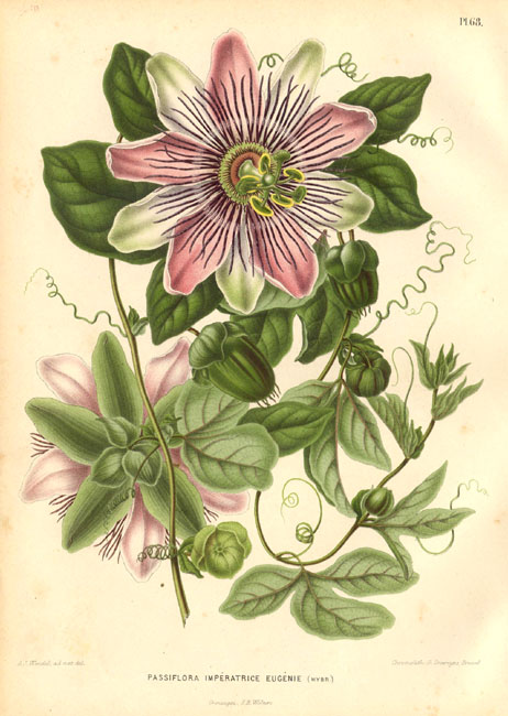 Passiflora incarnata: clicca per ingrandire