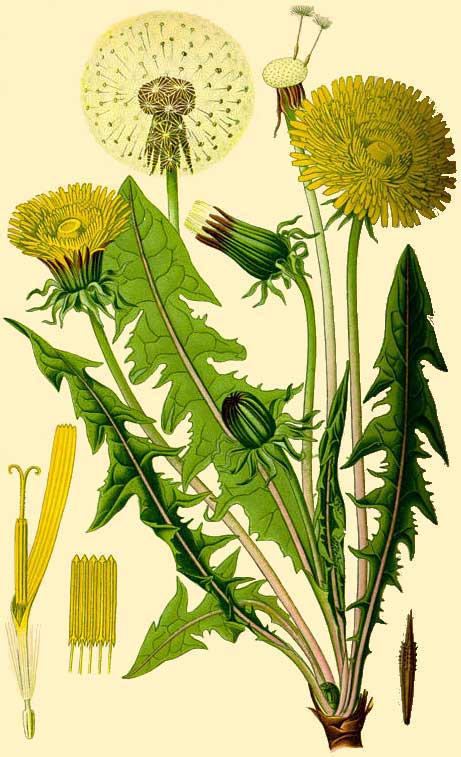 Taraxacum Officinalis: clicca per ingrandire