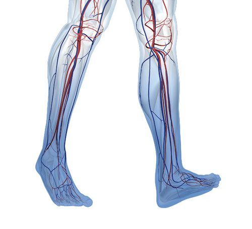 csm cvi anatomie beinvenen 79140d352c