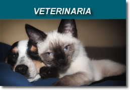 Veterinaria